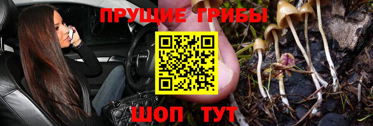 Псилоцибиновые грибы мицелий  Вход с VPN  Ипатово 